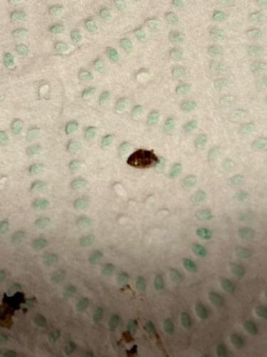 Cimex sp.